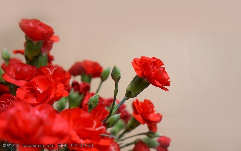 康乃馨鲜花 康乃馨 花朵 花瓣 花卉 鲜花 花朵素材 花卉摄影 红色花瓣 观赏花朵 花之物语 娇艳的鲜花 画册图片 宣传用图 美丽的鲜花 生物世界 花草