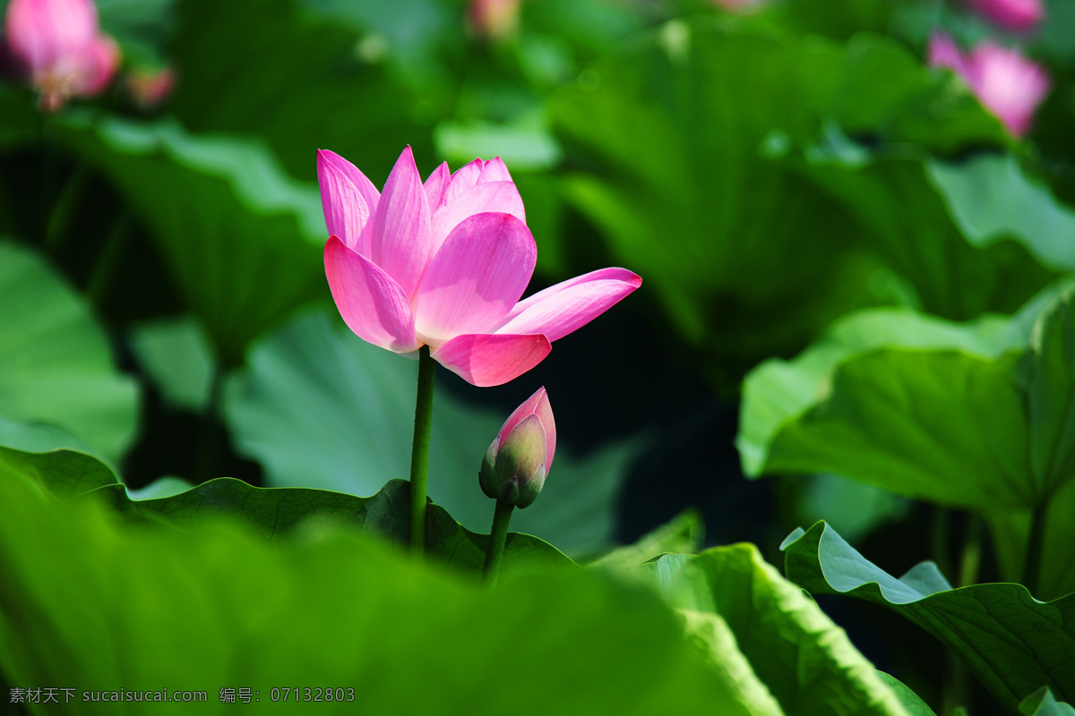 六月荷花 莲花 红莲 花朵 花苞 绿叶 六月 荷花 映 日 开 花草 生物世界