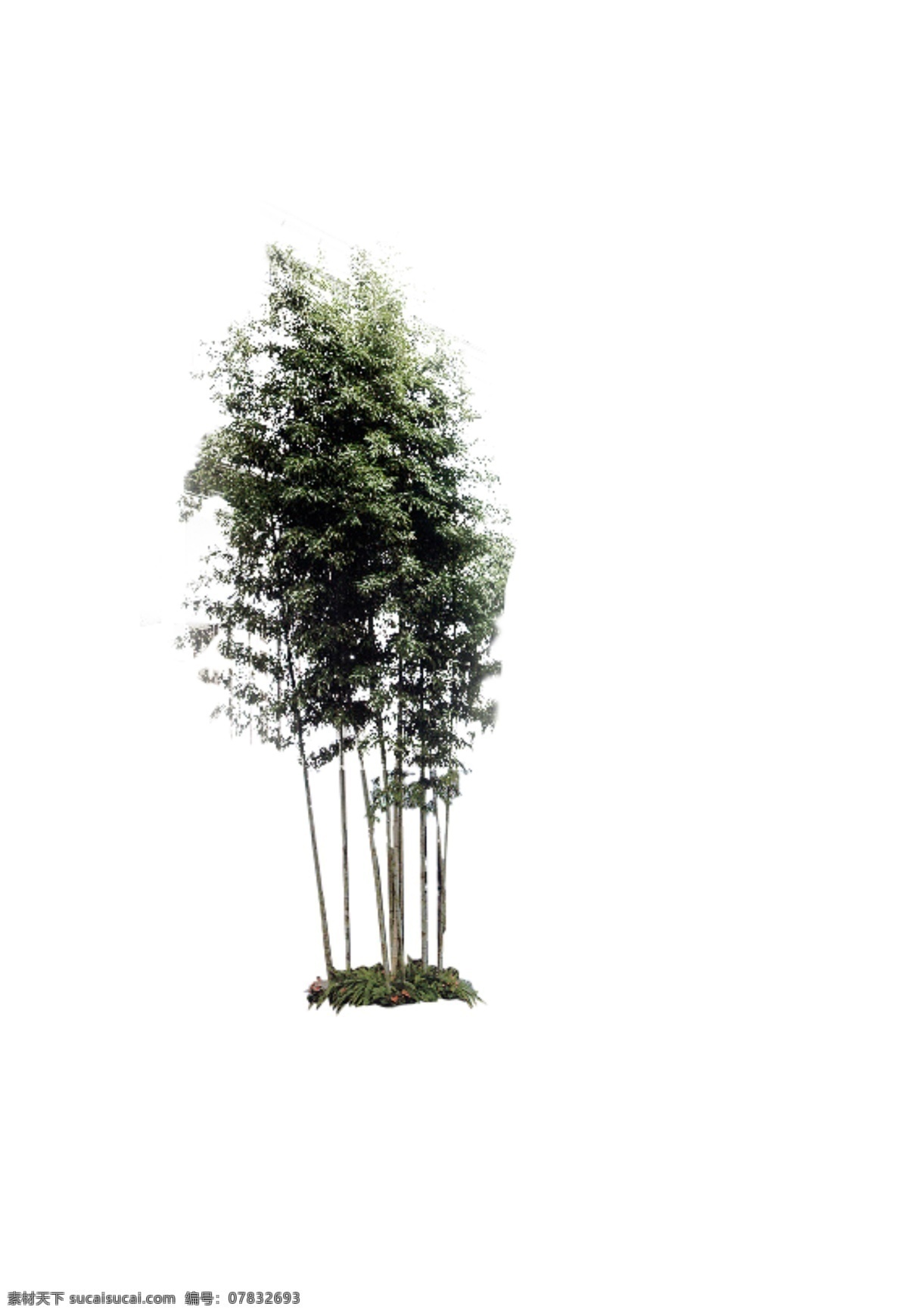 竹 系列 之一 分层 风景 环境 绿色 源文件 植物 竹系列之一 矢量图 日常生活