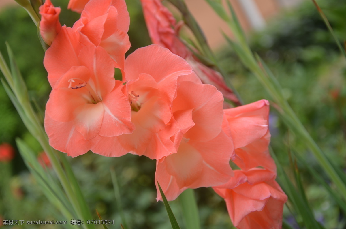 唐菖蒲 花卉 剑兰 菖兰 扁竹莲 十样锦 马兰花 鸢尾 科 属 多年草本 穗状花序顶生 花数朵 红色 花卉系列 花草 生物世界