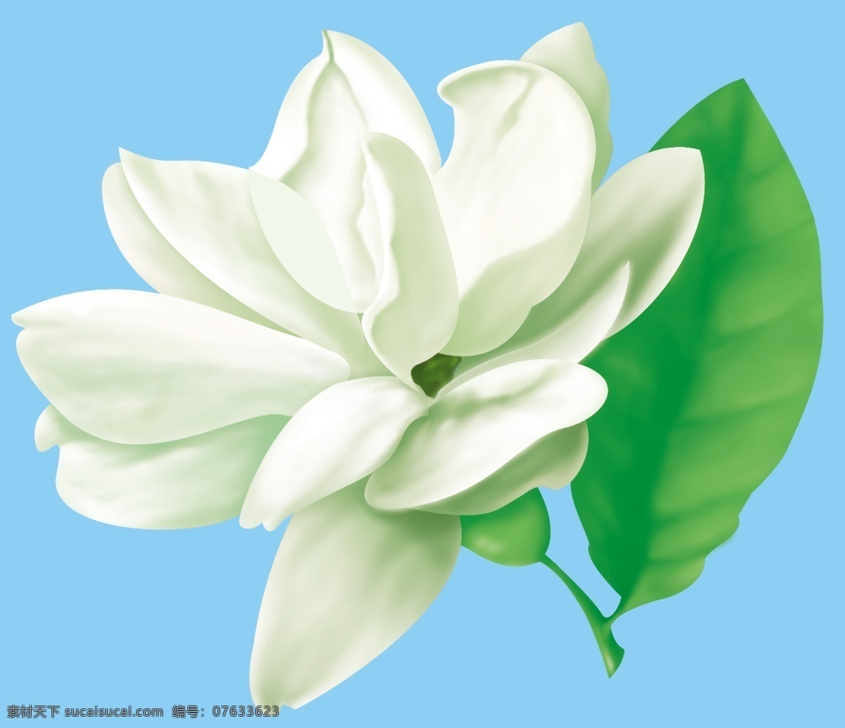 茉莉花 白色 分层 源文件库
