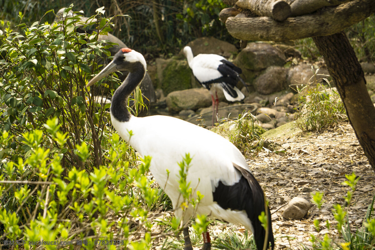白色 丹顶鹤 动物 鸟 禽类 珍稀 保护 千库原创 照片
