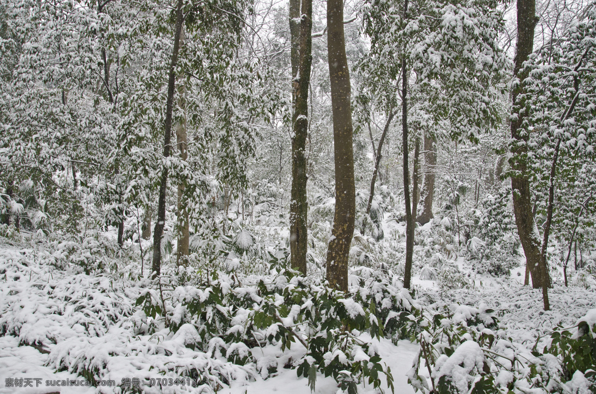 森林雪景 树木 森林 雪景 下雪 雪天 积雪 树叶 自然风景 自然景观