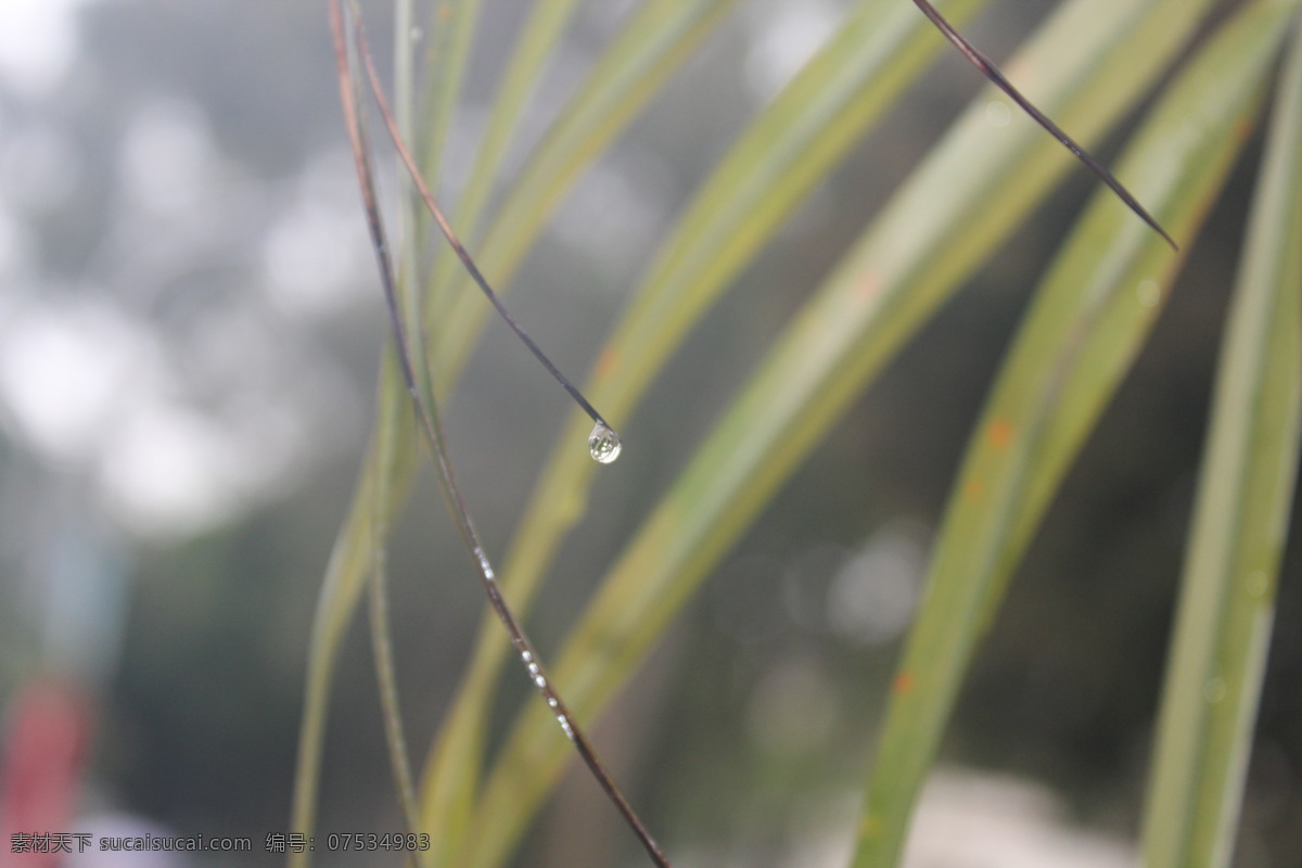 雨 中 树上 雨滴 树 叶子 下雨天 树木树叶 生物世界