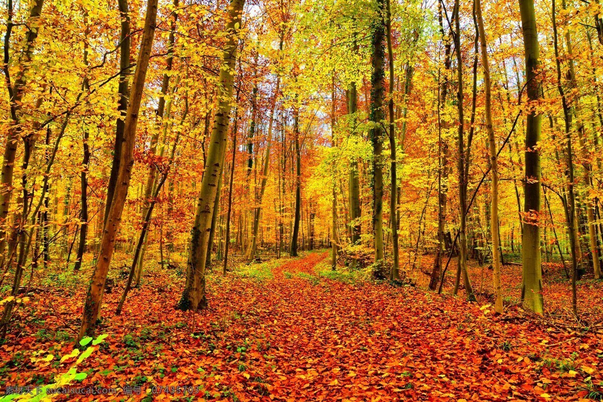 秋天 黄 树林 风景 秋季 秋天森林 秋天树木 森林 树木 林木 黄树林 黄树叶 红叶 黄叶 落叶 叶子 秋天风景 自然景观 自然风景