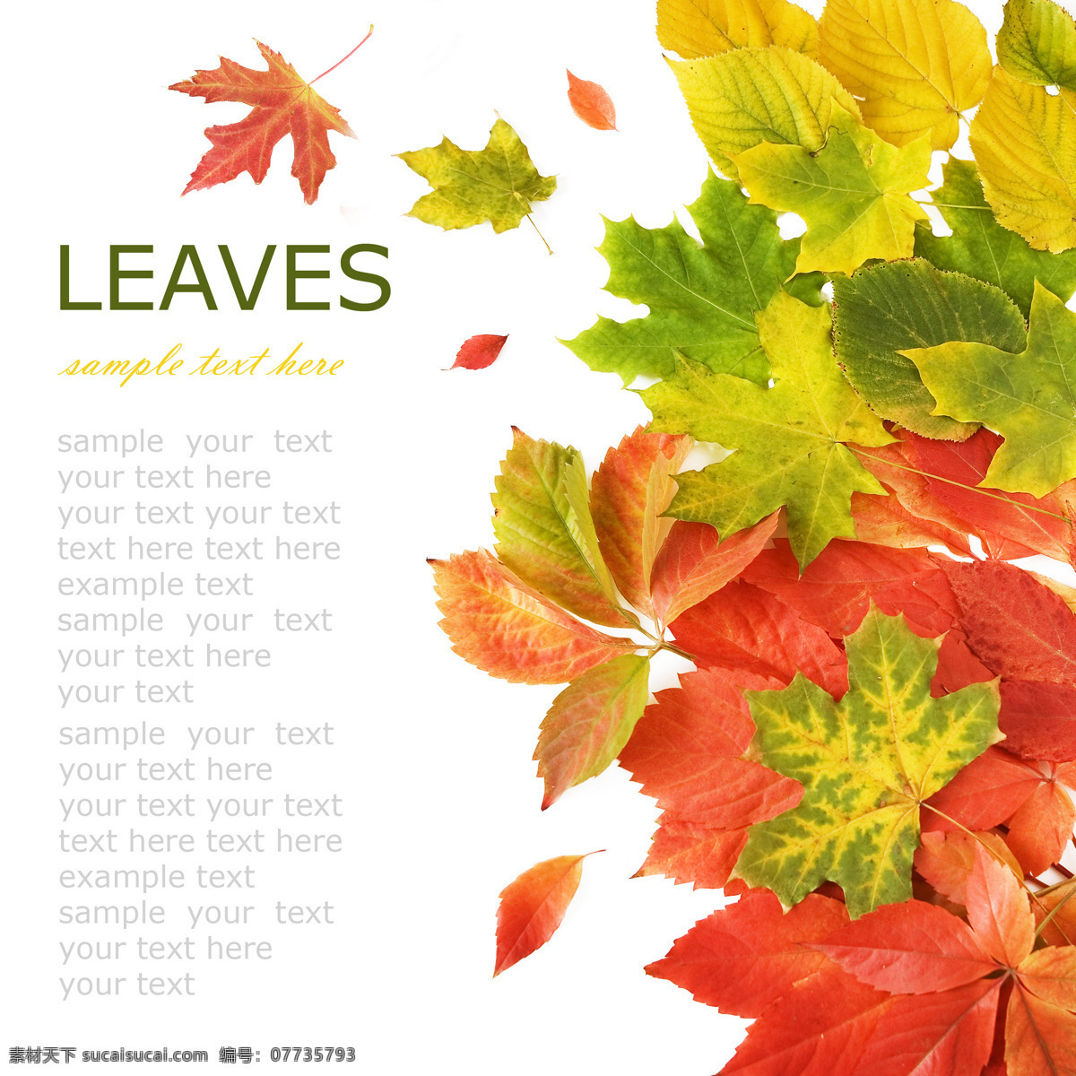 秋天 落叶 背景 季节 飘落 掉落 散落 花草树木 生物世界