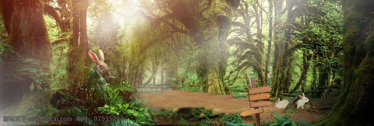 神秘 清新 森林 系 banner 背景 绿色背景 魔法森林 蜻蜓仙子 森林背景 植物背景