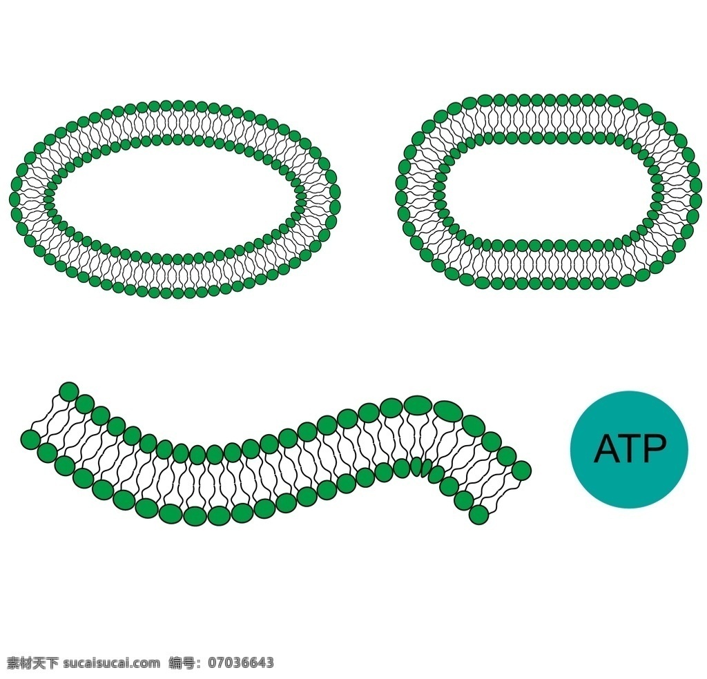 磷脂双分子层 atp 蓝绿色 环装 曲线状