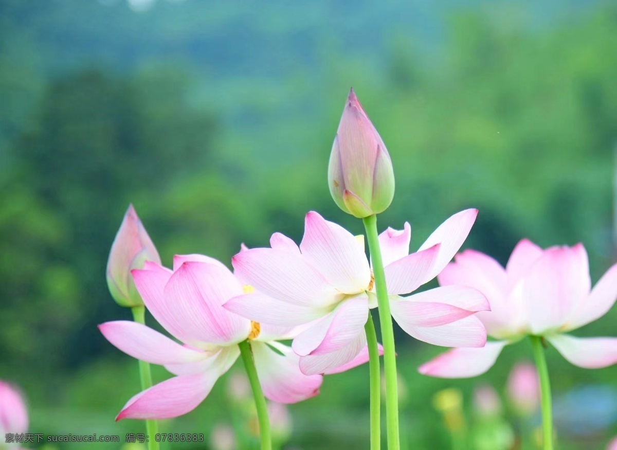 荷花 夏天 映日 花 花辨 自然景观