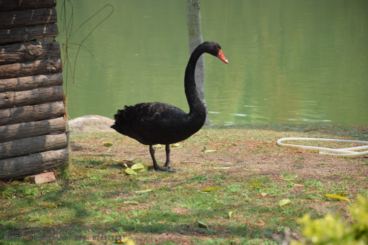 黑鹅在河边 黑鹅 鹅和水 鹅在河边 黑鹅和水 黑鹅在水边 生活百科 生活素材