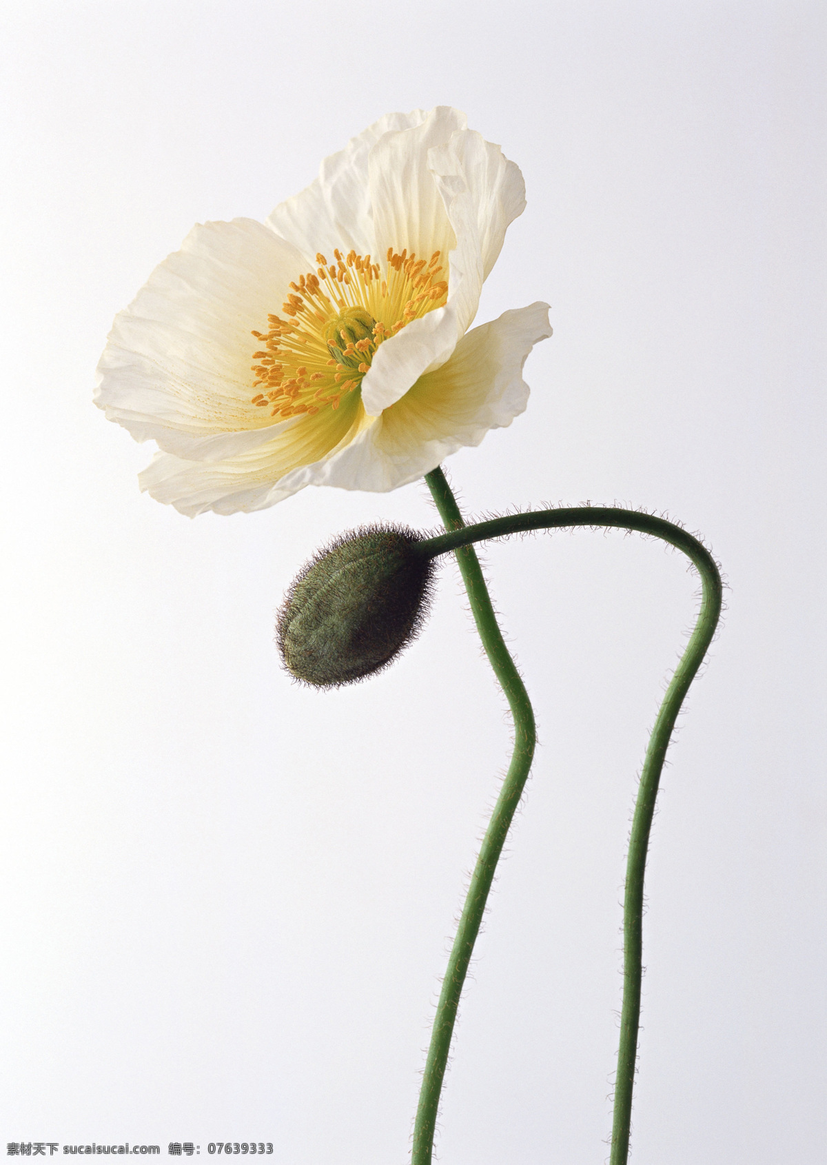 白色 野花 花 花蕾 花特写 花写真 摄影图 微距 写真 白色野花 生物世界