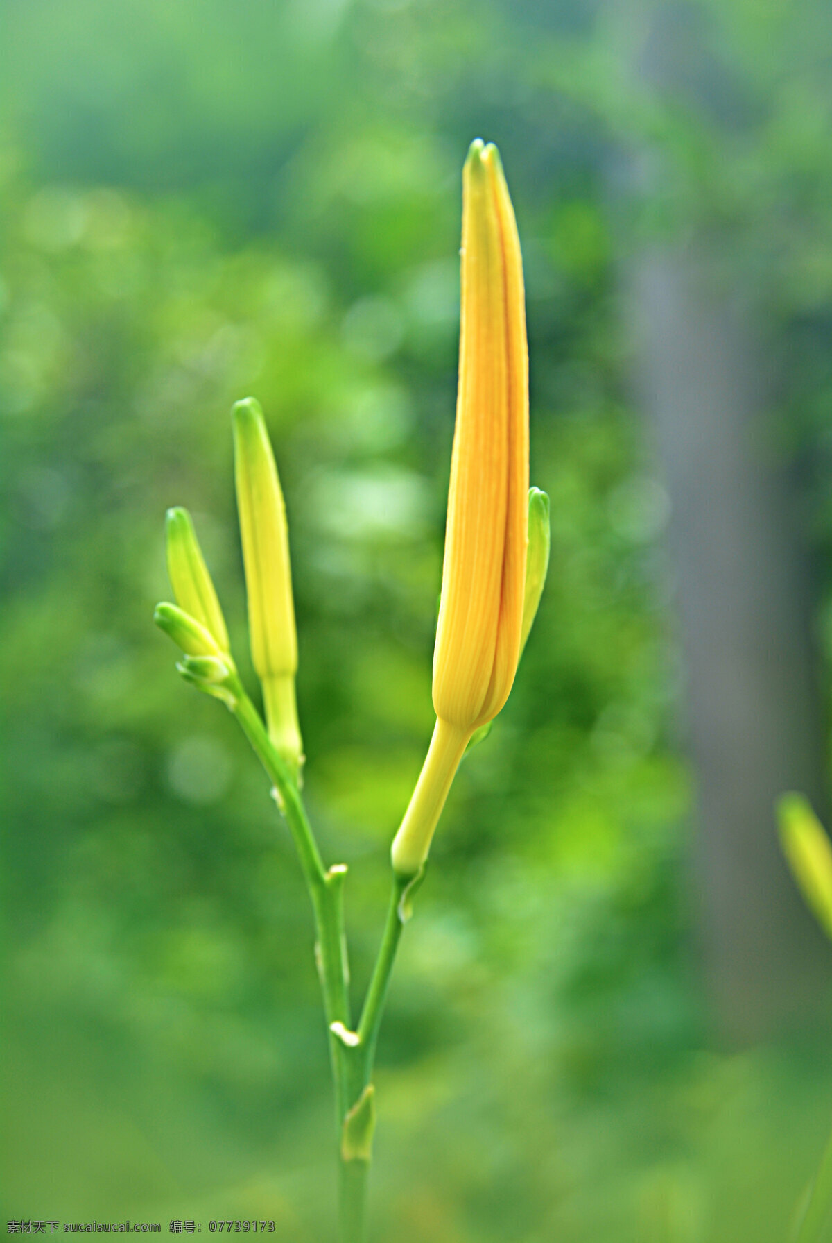 黄花菜 金针菜 柠檬萱草 忘忧草 萱草 daylily 花花草草 生物世界 花草
