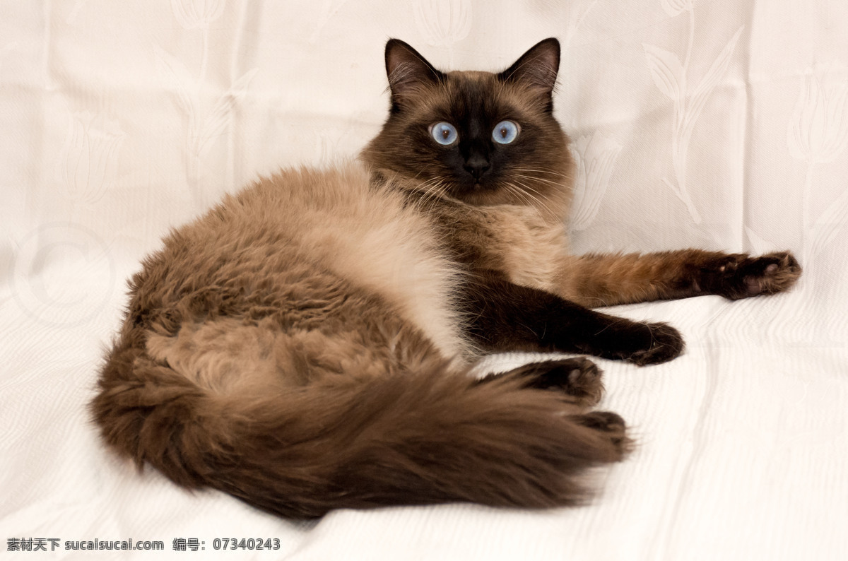 猫 宠物猫 带眼镜的猫 可爱的猫 可爱猫 可爱小猫 可爱宠物 趴着的猫 躺着的猫 贵族猫 马 动物 生物世界 家禽家畜