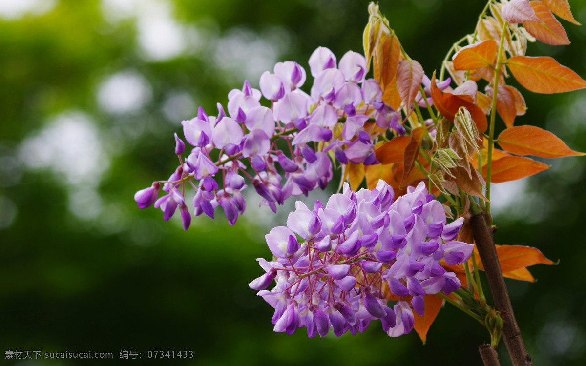 紫藤花卉