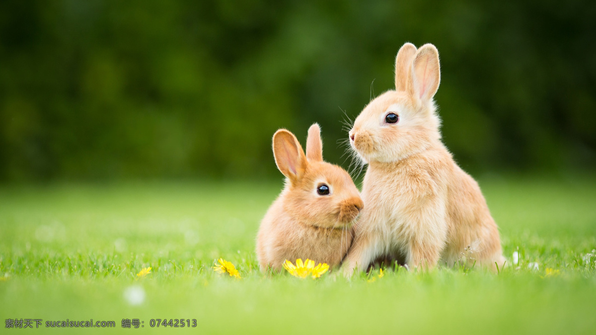 宠物 动物 合集 兔子 壁纸 宠物照片 宠物壁纸 小兔子 兔子照片 小兔子照片 宠物动物合集 生物世界 其他生物