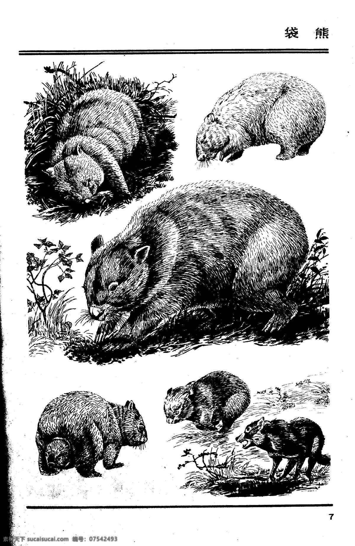 画兽图07 袋熊 百兽 兽 家禽 猛兽 动物 白描 线描 绘画 美术 禽兽 野生动物 画兽谱 画兽图 有袋类 生物世界 设计图库