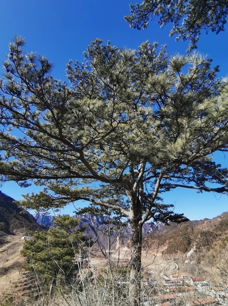 松树 一棵松 山顶 山脉 山峰 高山 天空 蓝天 白云 自然 树木 森林 绿色 松果 王 厂 沟 棒 锤 崖 风景 一角 自然景观 自然风景