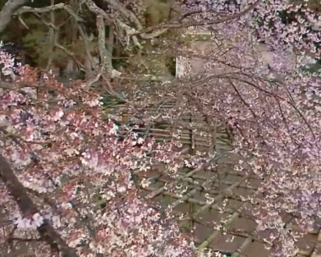 美丽 樱花 日本 视频 视频素材 满 枝 风 摆 满地樱花瓣 wmv 樱花瓣 多媒体视频