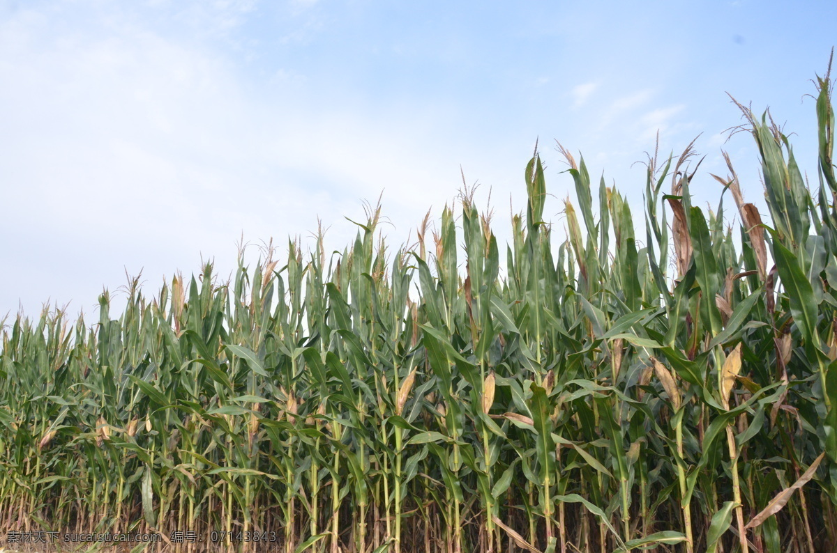 玉米 包谷 玉米地 包谷熟了 成熟的玉米地 收获时节 玉米熟了 秋收 农业素材 玉米生长 秋天收获