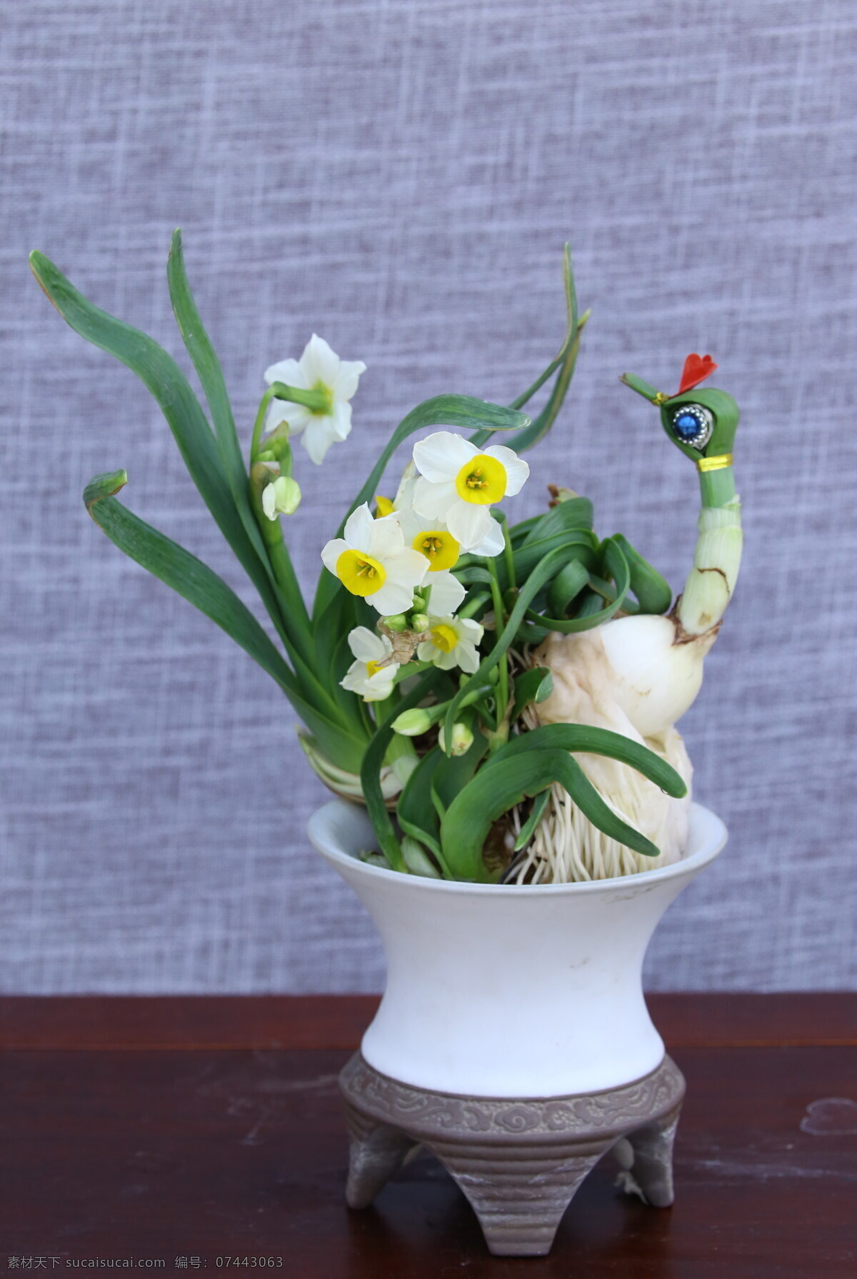 水仙花 中国水仙 凌波仙子 金盏银台 落神香妃 玉玲珑 花朵 花儿 植物 鲜花 花卉 盆栽 花草 园艺 园林景观 绿化景观 生物世界
