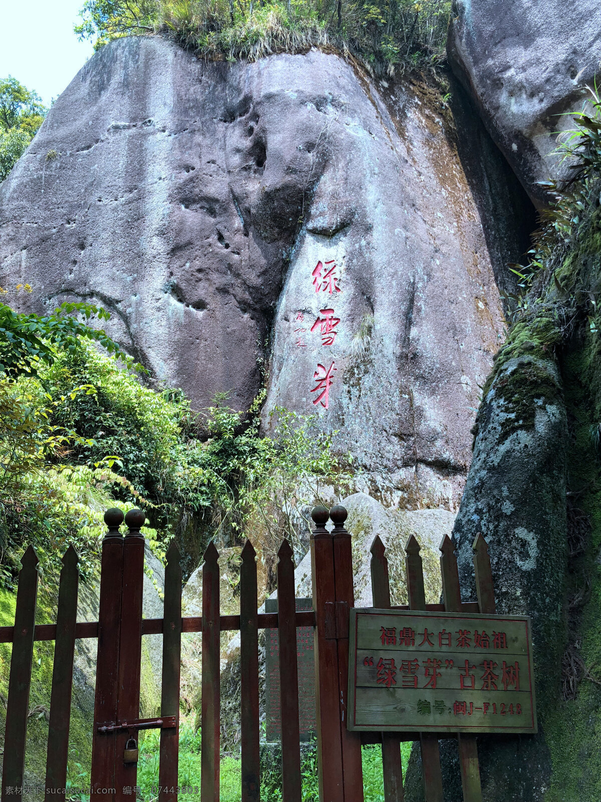 福鼎白茶 绿雪芽母树 茶树 植物 茶 旅游摄影 国内旅游