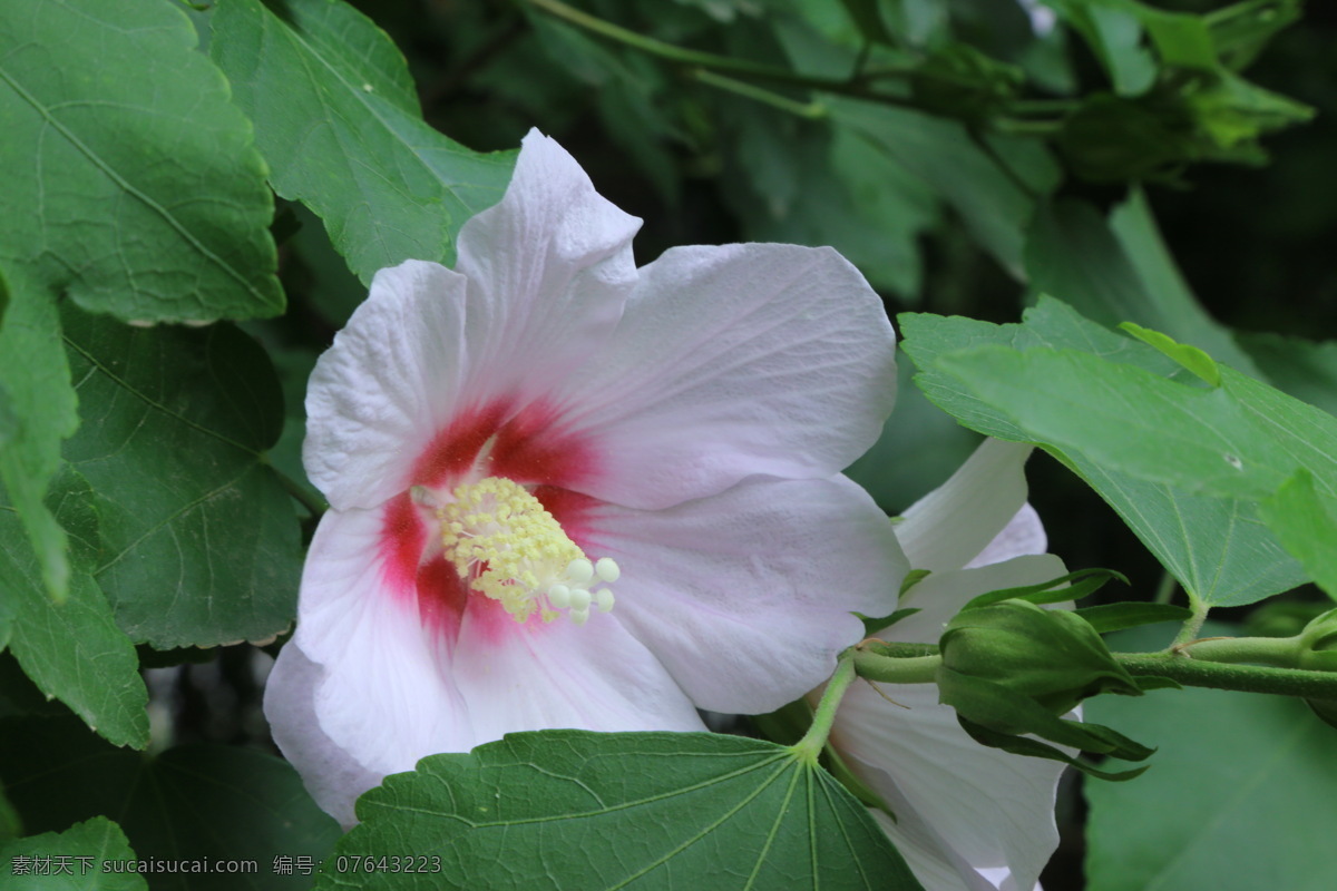 木槿 无穷花 花卉 花儿 花草 植物 园林绿化 绿化景观 花骨朵 花朵 花蕊 木槿木槿花 生物世界