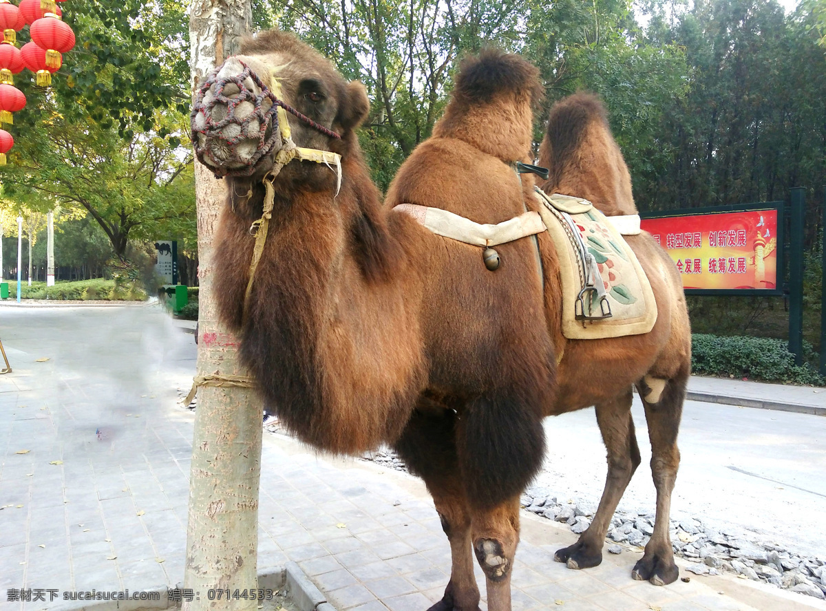 骆驼 双峰驼 动物界 动物园 动物 旅游摄影 国内旅游