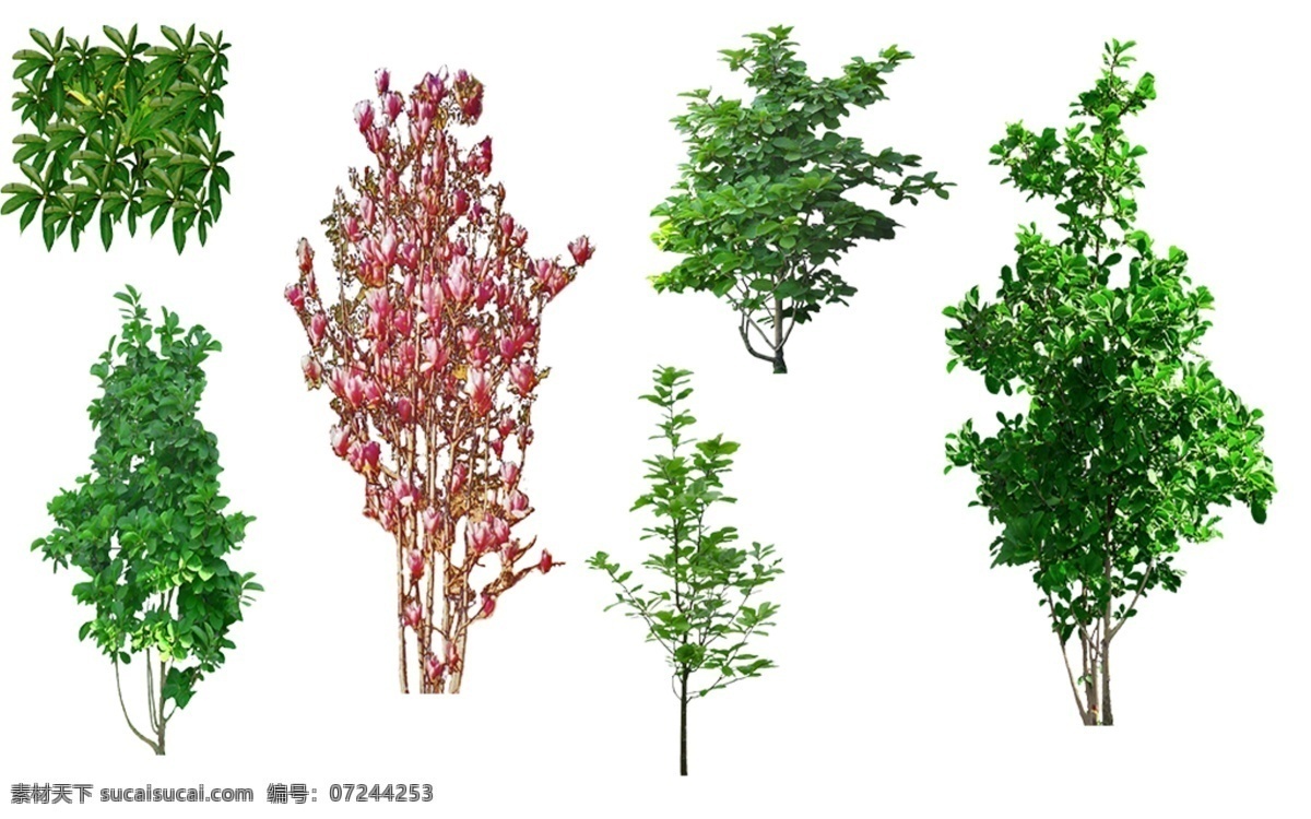 鹅掌藤 二乔玉兰 园林景观素材 植物素材图片