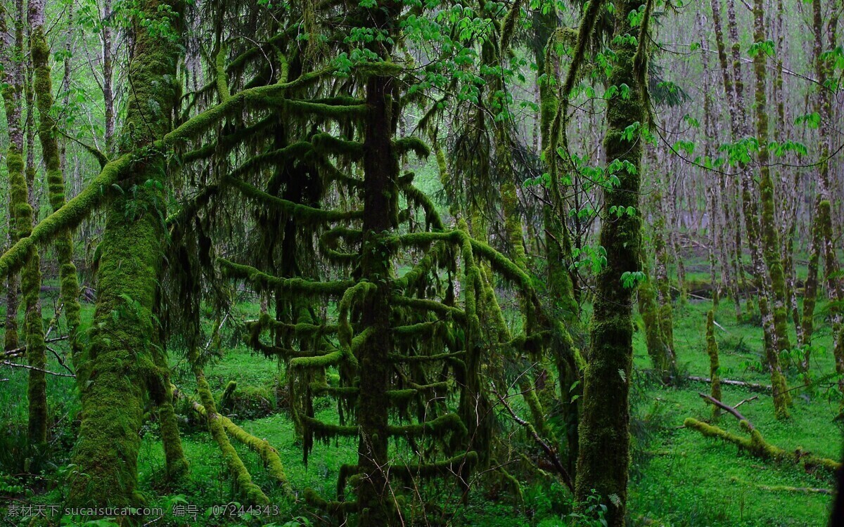 原始森林 绿色森林 树林 森林 植物 植被