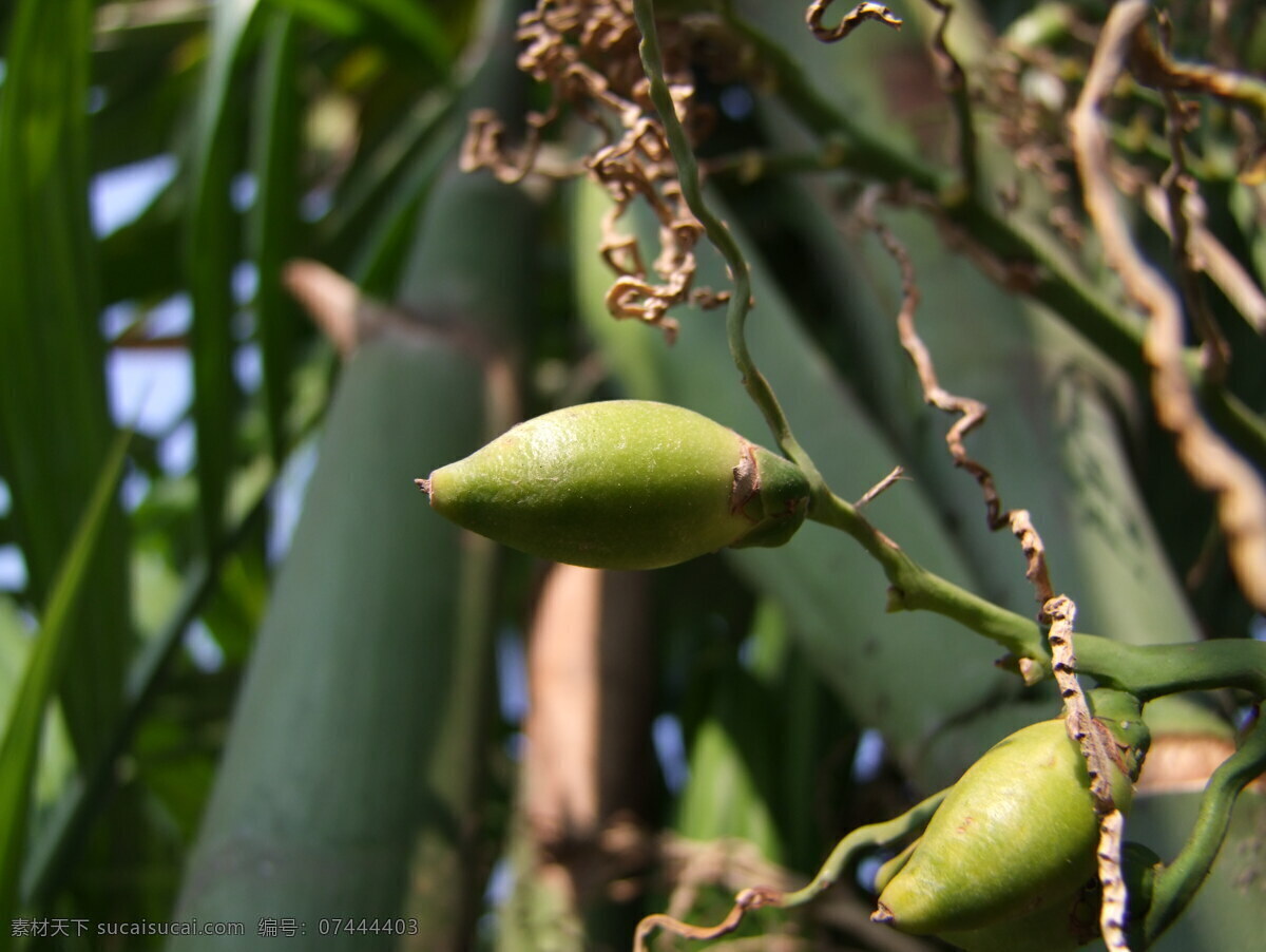 三药槟榔果实 棕榈科植物 植物 植物素材 植株素材 三药槟榔 生物世界 花草