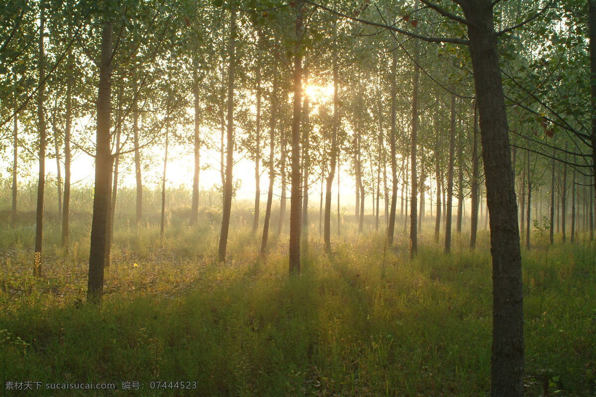 晨雾 秋 雾 早晨 树林 阳光 自然风景 自然景观