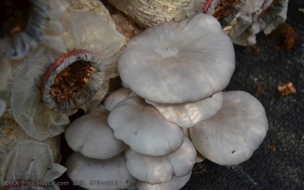 平菇 蘑菇 自然 食品 蔬菜 新鲜 健康 真菌 菇蚊 菇蝇 栽培菌 餐饮美食 食物原料