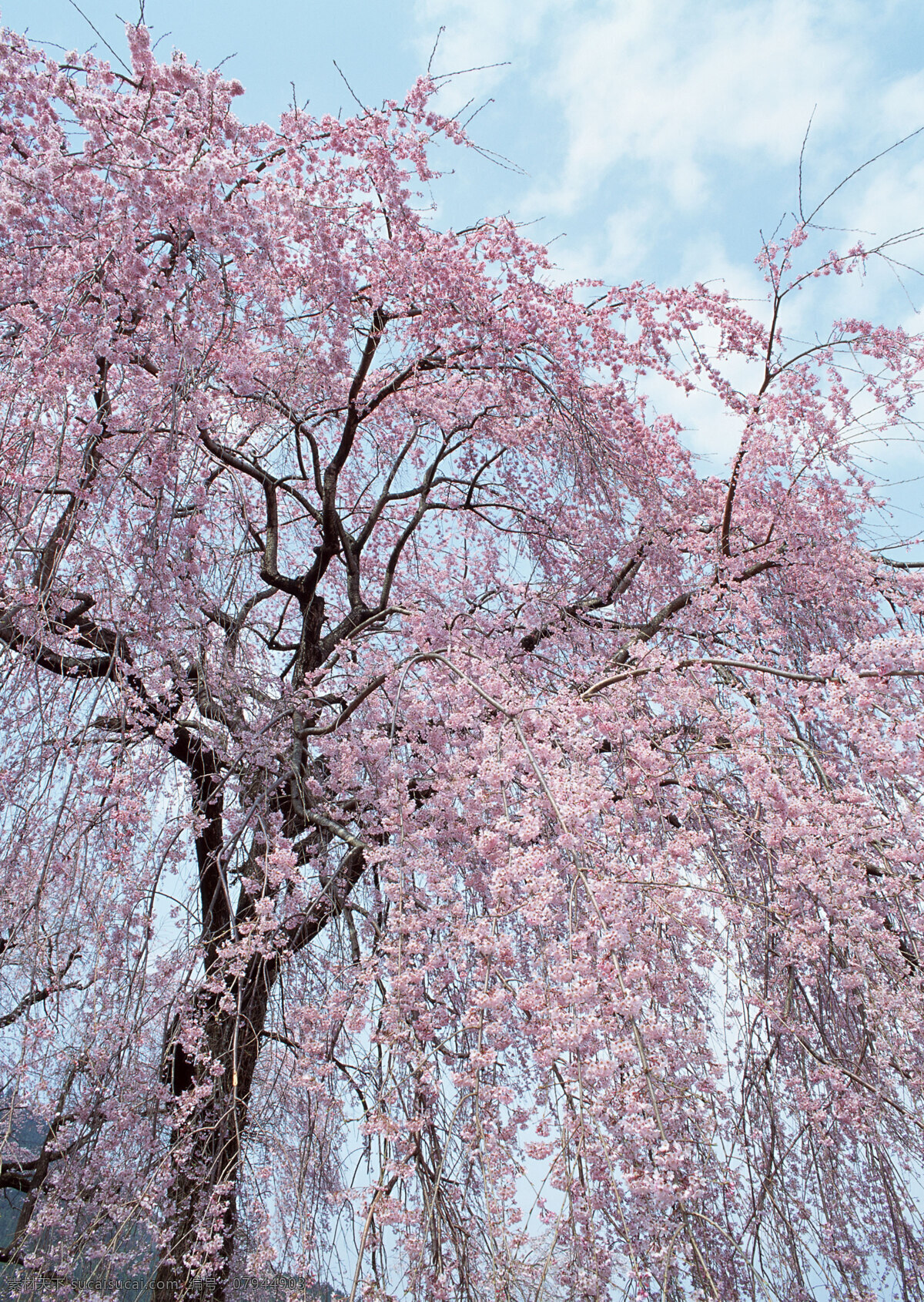 樱花的图片 樱花 日本樱花 樱花树 樱花图片 生物世界 花草 摄影图库