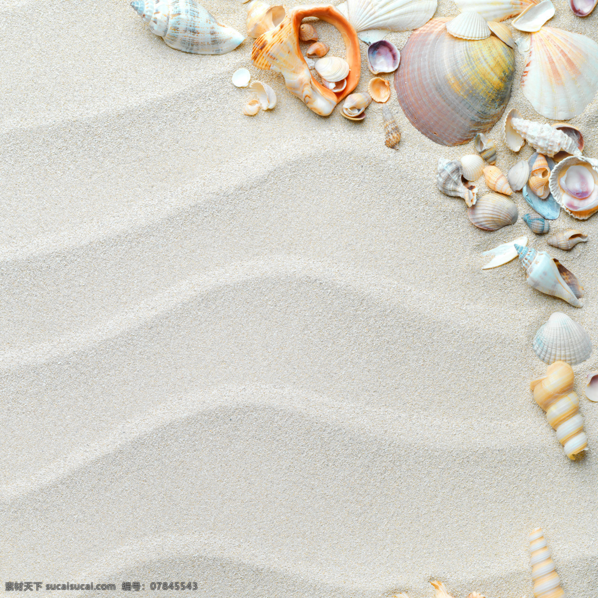 沙滩 贝壳 沙滩贝壳 风景大图 自然风光 自然景观 创意摄影 五星贝壳 高清图片 摄影图片 大海图片 风景图片