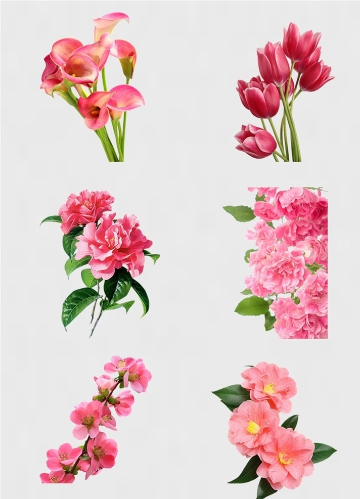 粉色 鲜花 花束 免 扣 花朵 高清玫瑰 玫瑰图片 玫瑰素材 png玫瑰 婚礼婚庆 情人节 邀请函 情人节贺卡 小报素材 花卉 鲜花素材 情人节素材 红玫瑰 手绘花 情人节元素 粉红玫瑰 七夕节素材 玫瑰 手绘玫瑰 png图片 图片png 手绘图片 扣图 玫瑰手绘 花鸟鱼虫