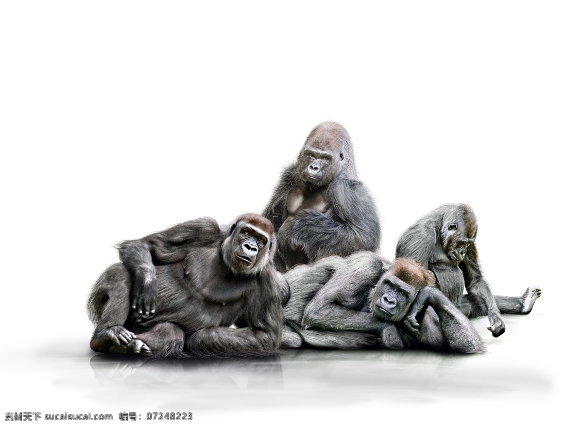 黑猩猩 大猩猩 猩猩 动物世界 野生动物 陆地动物 生物世界 白色