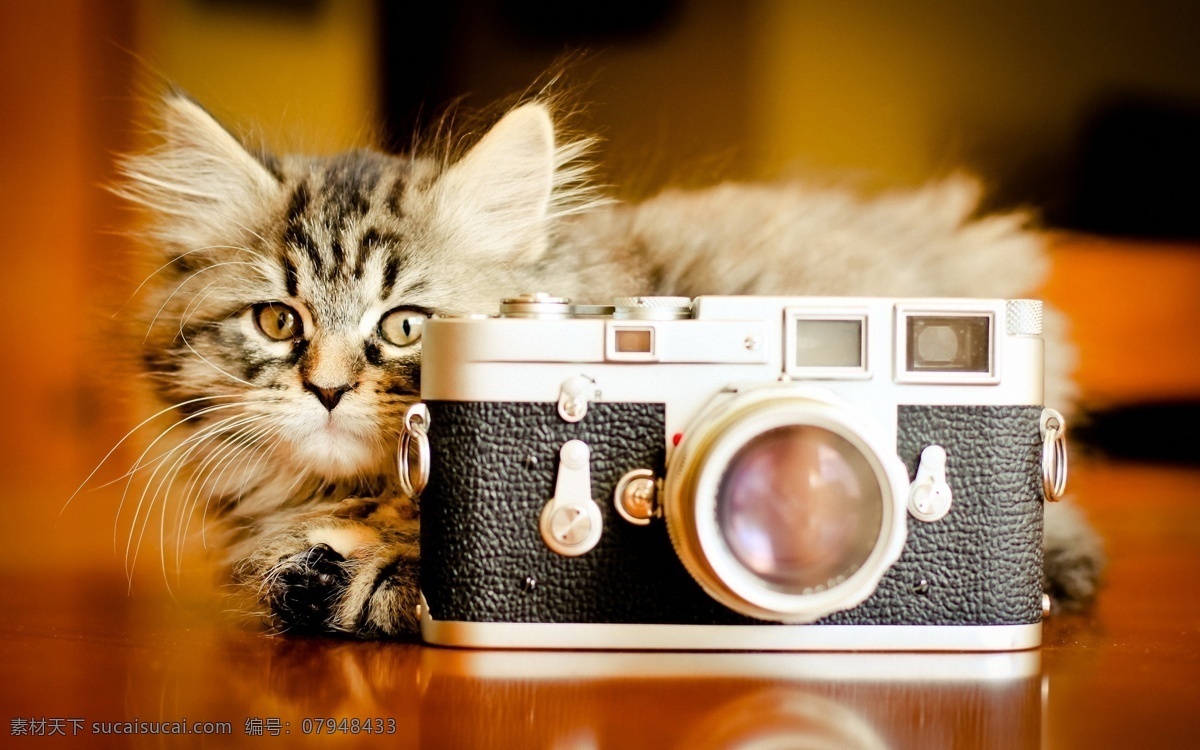 宠物 家猫 家禽家畜 可爱 猫猫 拍照 生物世界 懒猫 照相机 家禽 小 动物 系列 psd源文件