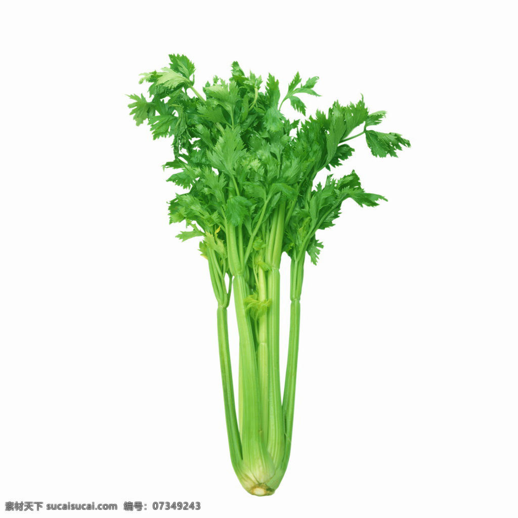 芹菜 芹菜叶 绿色 蔬菜 新鲜蔬菜 新鲜芹菜 生物世界 传统美食 餐饮美食
