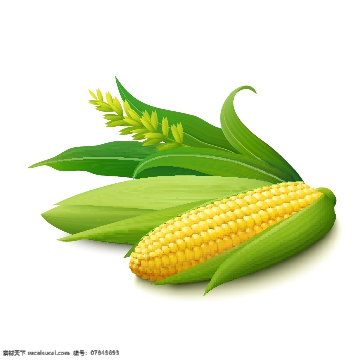 玉米 玉米棒 甜玉米 包谷 苞米 棒子 玉米棒子 食物原料 五谷杂粮