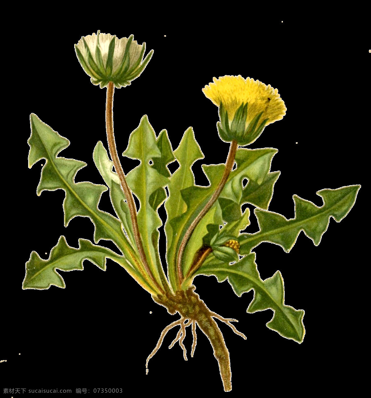 水彩 逼真 株 黄白 野花 透明 植物 根茎 花朵 菊花 绿叶 免扣素材 透明素材 装饰图片