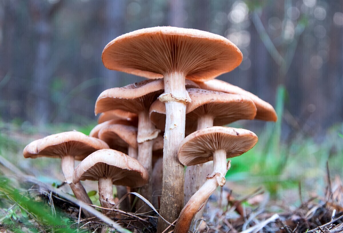 食用蘑菇图片 香菇 菌 棒 食用菌 蘑菇 菇 出菇 大棚 栽培菌 餐饮美食 出蘑菇包 菌类 蔬菜