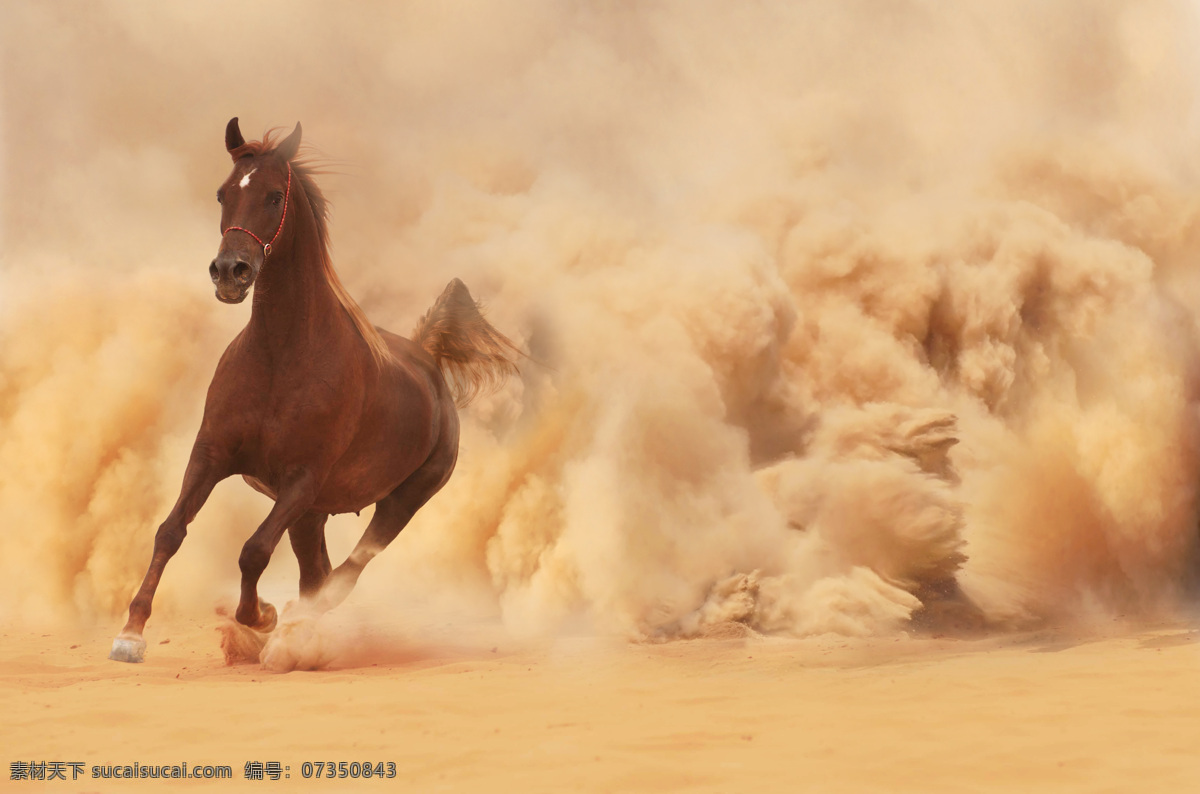 奔跑 马 奔跑的马 动物 陆地动物 其他类别 生活百科