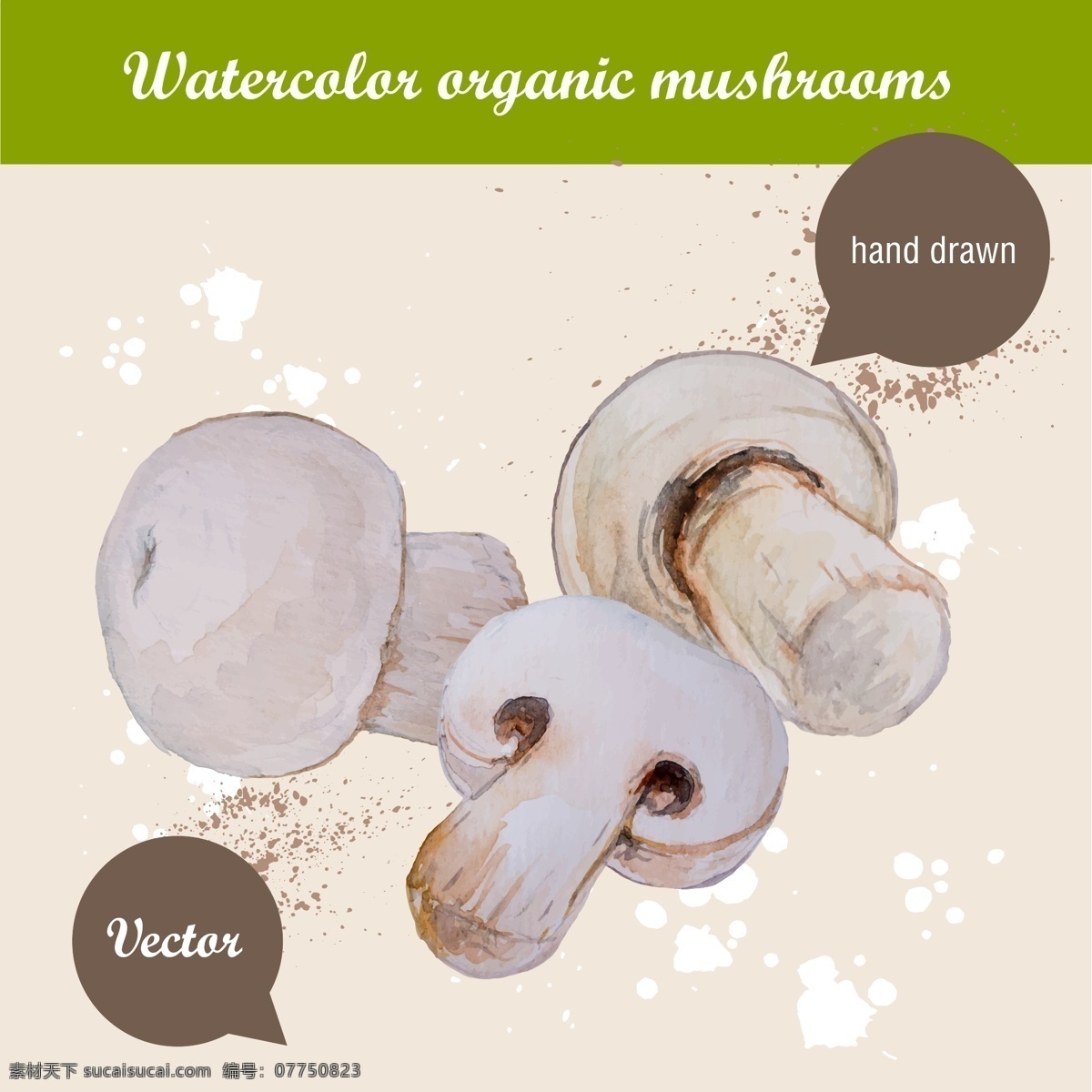 手绘蘑菇 蔬菜 菌类 手绘 蘑菇