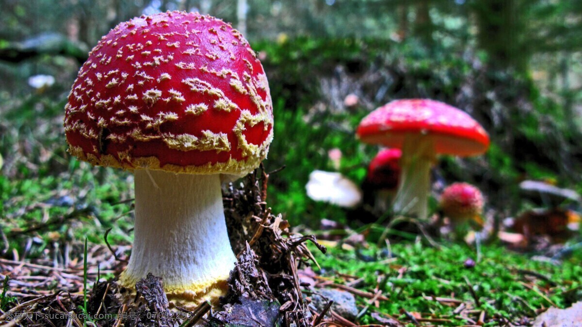 毒蘑菇 蘑菇 菌菇 真菌 红蘑菇 花草植物树木 生物世界 其他生物