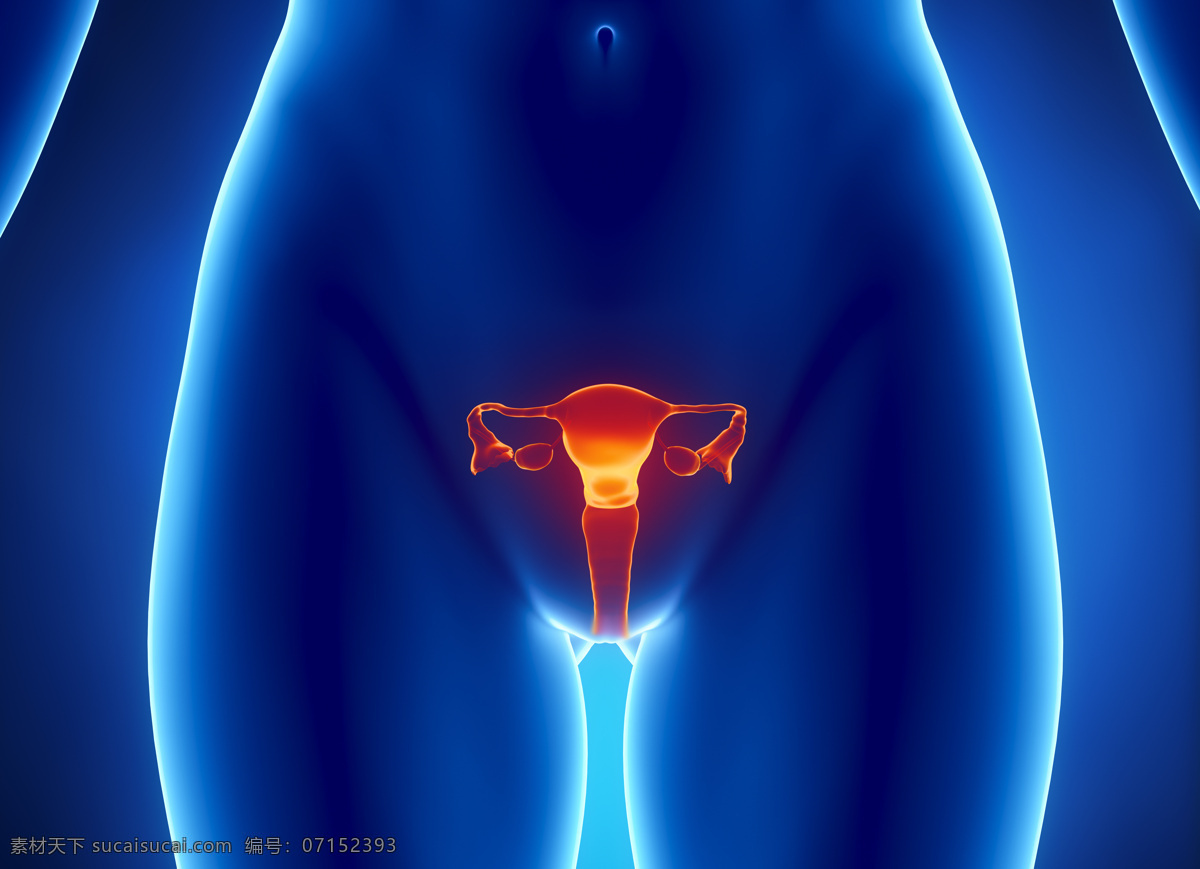 女性 生殖 器官 女性生殖器官 女性器官 卵巢 子宫 人体器官 医疗科学 医学 人体器官图 人物图片