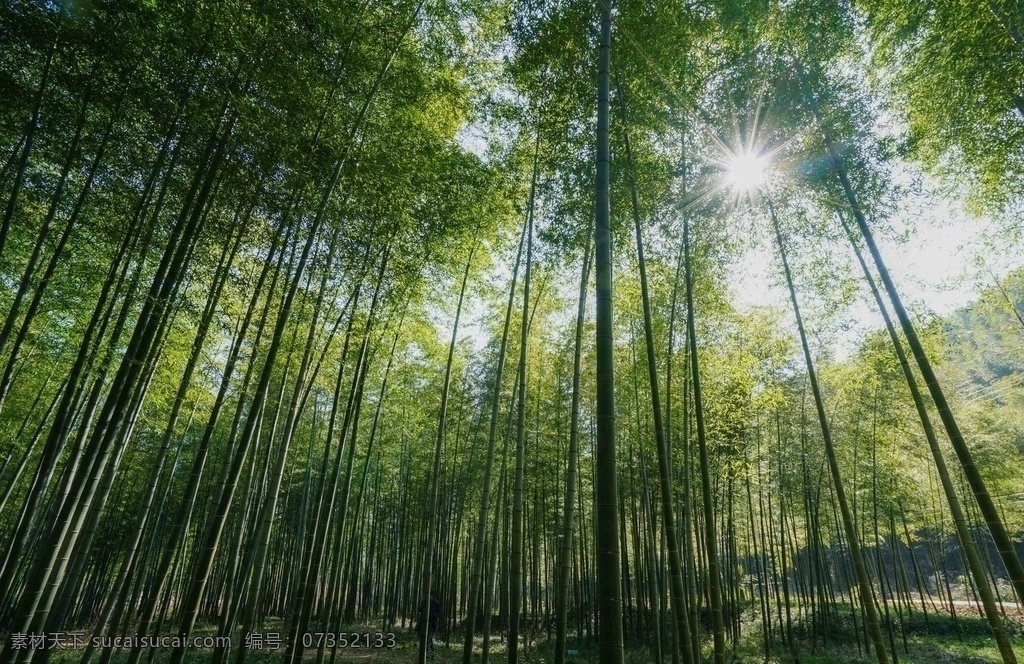 竹子图片 竹子 竹林 竹 君子 节节高 竹海 毛竹 梅兰竹菊 自然景观 自然风景