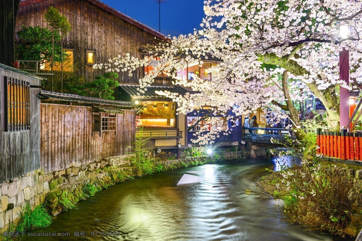 日本樱花图片 大岛樱 日本晚樱 樱花 樱花树 日本樱花 日本 旅游摄影