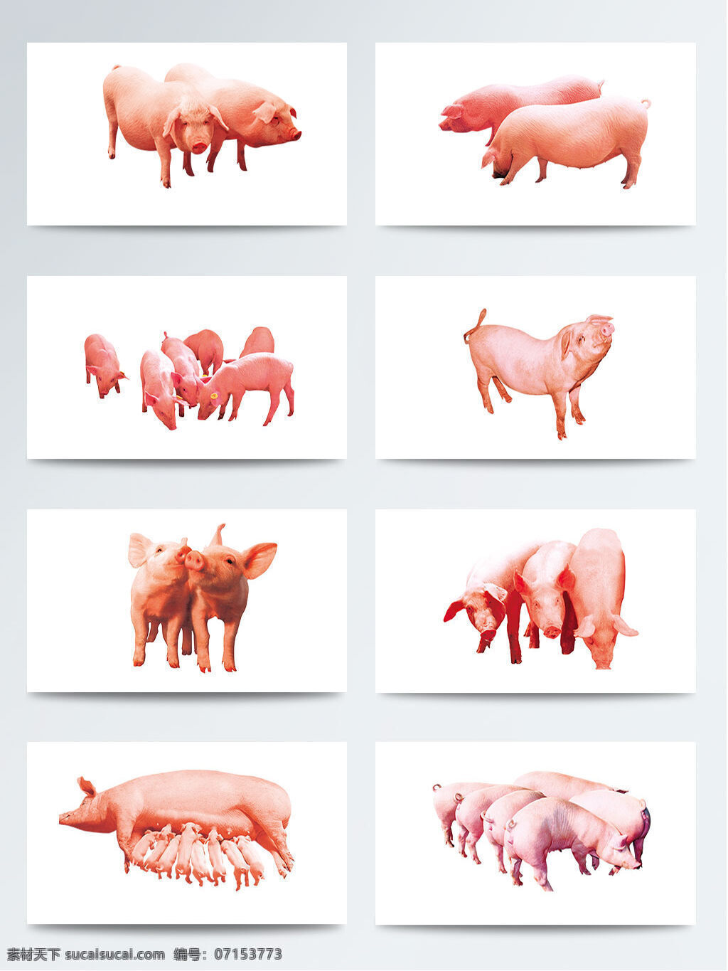 产品 实物 高清 猪 元素 吃东西的猪 肥胖的猪 公猪 可爱的 母猪 小猪仔 仰头的猪 猪群