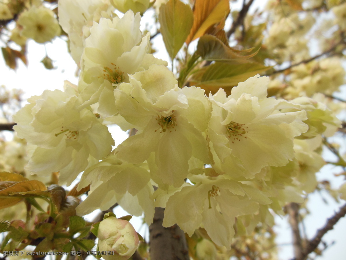 白色 花朵 白色花朵 白色鲜花 春天 花瓣 花草 生物世界 一簇花朵 psd源文件