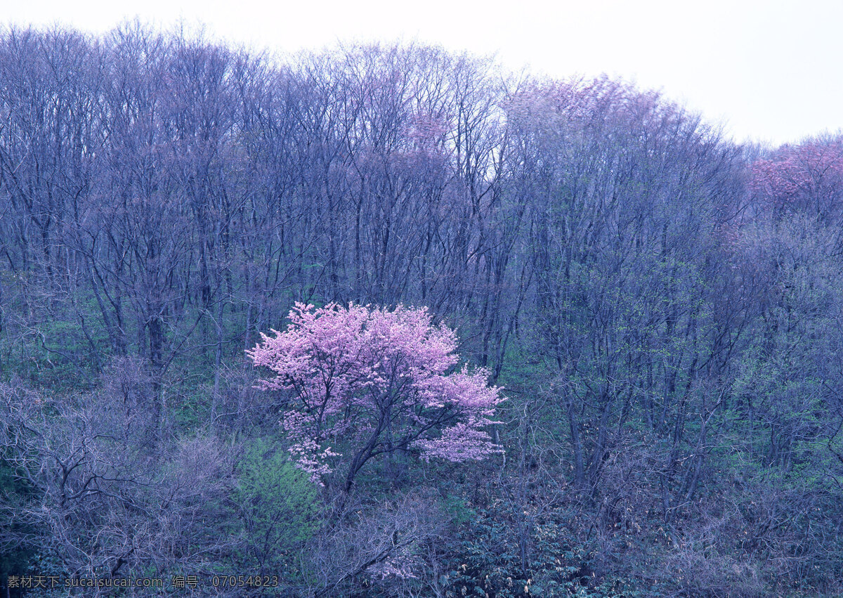 杏花树 树干 秋天的树林 秋林 秋景 树枝 枝丫 山林 树林 树木 深林 生物世界 树木树叶